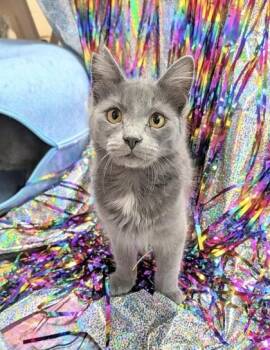 Russian Blue and Domestic Short Hair Cats Available for Adoption - Bevo (pre Adopt) | PetCurious