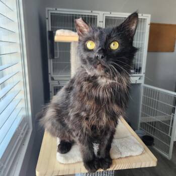 Reggie -  Domestic Long Hair Cat Available for Adoption in Talent, Oregon - Reggie | PetCurious