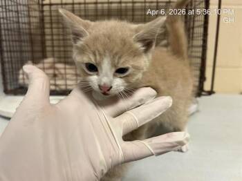 Domestic Medium Hair Cats Available for Adoption in Ocala, Florida - TEDDY | PetCurious