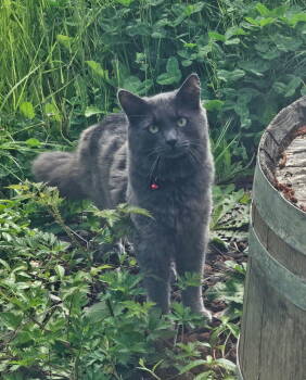 Rescue Domestic Medium Hair Cats for Adoption in Hillsboro, Oregon - AKUMA #1746 - Offered By Owner - In/out | PetCurious