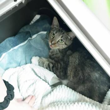 Kormir -  Domestic Short Hair Cat for Adoption in Lynchburg, Virginia - Kormir | PetCurious