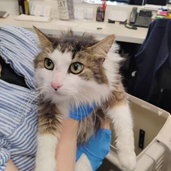Domestic Long Hair Cats Available for Adoption in Allentown, Pennsylvania - Toast Malone | PetCurious