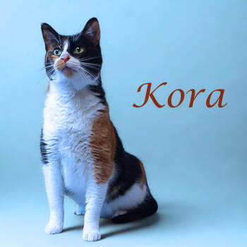 Rescue Domestic Short Hair Cats for Adoption in Lebanon, Tennessee - Kora C25-278 | PetCurious
