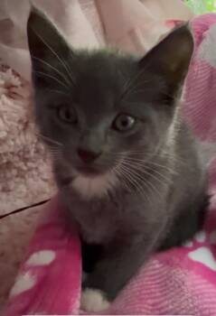 Yoda -  Domestic Short Hair Cat Available for Adoption in San Antonio, Texas - Yoda | PetCurious