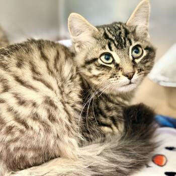 Moss -  Domestic Medium Hair Cat for Adoption in Jackson Township, New Jersey - Moss | PetCurious