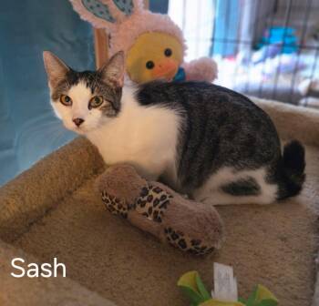 Domestic Short Hair Cats Available for Adoption in Oviedo, Florida - Sash | PetCurious