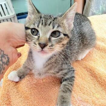 Clara -  Domestic Short Hair Cat for Adoption in Kansas City, Missouri - Clara | PetCurious