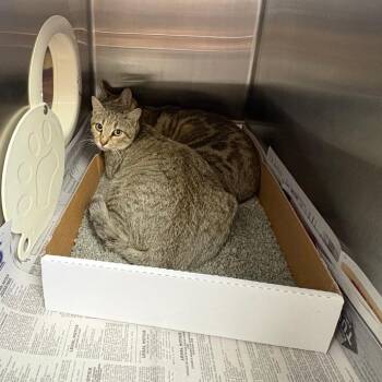 Mesa 060419U -  Domestic Short Hair Cat for Adoption in Tupelo, Mississippi - Mesa 060419U | PetCurious