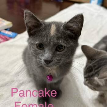 Pancake -  Domestic Short Hair Cat for Adoption in Carmel, Indiana - Pancake | PetCurious