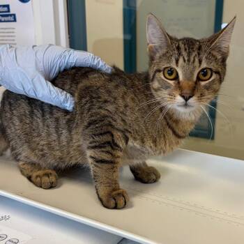 Bonnie -  Domestic Short Hair Cat for Adoption in Nashville, Tennessee - Bonnie | PetCurious