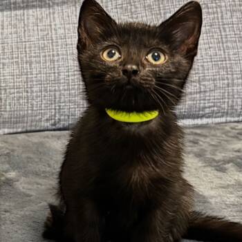 Rescue Domestic Short Hair Cats for Adoption in Puslinch, Ontario - Zoe (Neon Green Collar) | PetCurious