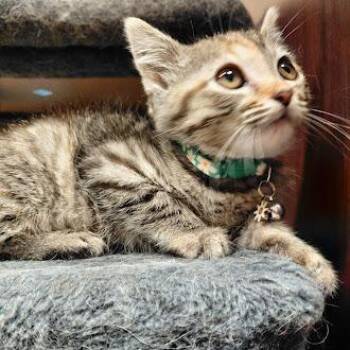 Great Value-31074 -  Domestic Short Hair Cat for Adoption in Memphis, Tennessee - Great Value-31074 | PetCurious