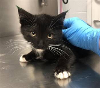 BO -  Domestic Short Hair Cat for Adoption in Hagerstown, Maryland - BO | PetCurious