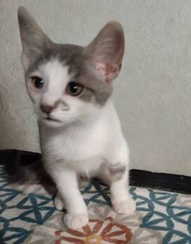 Snow -  American Shorthair Cat for Adoption in Union City, New Jersey - Snow | PetCurious