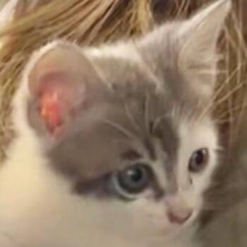 Domestic Short Hair Cats Available for Adoption in Westminster, California - Pascal | PetCurious
