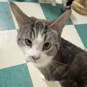 Salam -  Calico Cat for Adoption in Lancaster, South Carolina - Salam | PetCurious