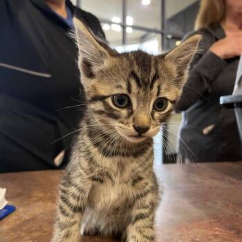 Parma John -  Domestic Short Hair Cat for Adoption in Goleta, California - Parma John | PetCurious