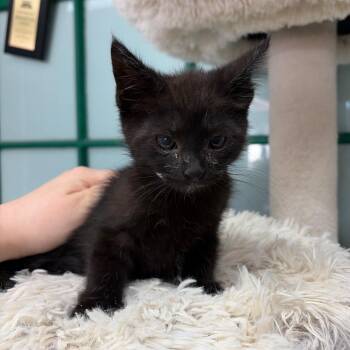 Bongo -  Domestic Short Hair Cat for Adoption in West Point, Mississippi - Bongo | PetCurious