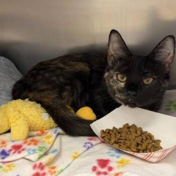 Domestic Short Hair Cats Available for Adoption in Richmond, Virginia - Linguine | PetCurious