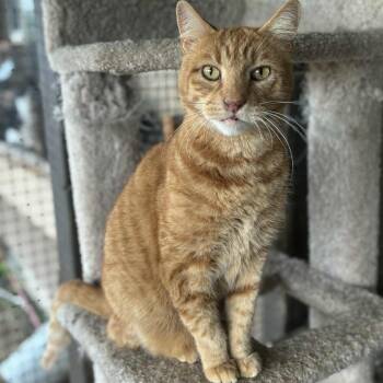 Rescue Domestic Short Hair Cats for Adoption in Nampa, Idaho - Gordon | PetCurious