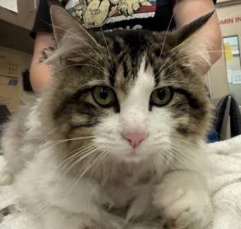 Mikey B. Jordan -  Domestic Long Hair and Domestic Short Hair Cat for Adoption in Fishers, Indiana - Mikey B. Jordan | PetCurious
