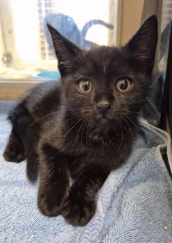 Swiper -  Domestic Short Hair Cat for Adoption in Christiansburg, Virginia - Swiper | PetCurious