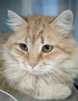 Domestic Long Hair Cats Available for Adoption - Tiger | PetCurious