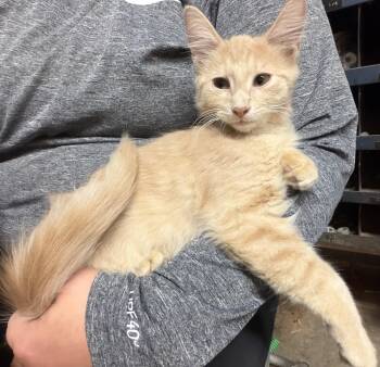 Pete -  Domestic Medium Hair Cat for Adoption in Belmont, North Carolina - Pete | PetCurious