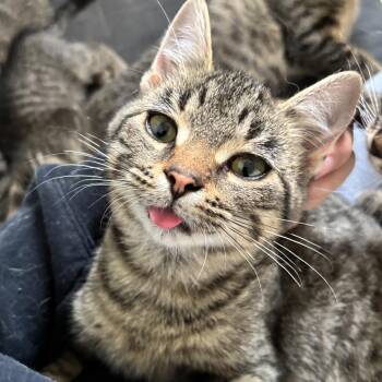 Patty -  Domestic Short Hair Cat for Adoption in Pickering, Ontario - Patty | PetCurious
