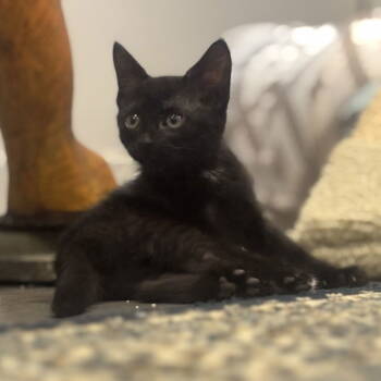 Rescue Domestic Short Hair Cats for Adoption in Dallas, Texas - Dorothy | PetCurious