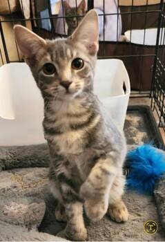 Cedar -  Domestic Short Hair Cat for Adoption in Pasco, Washington - Cedar | PetCurious