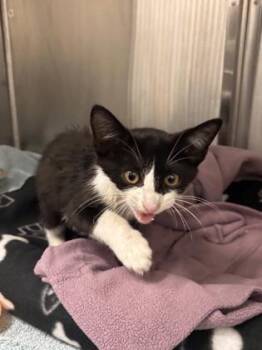 Finn McMissile -  Domestic Short Hair Cat for Adoption in Daphne, Alabama - Finn McMissile | PetCurious