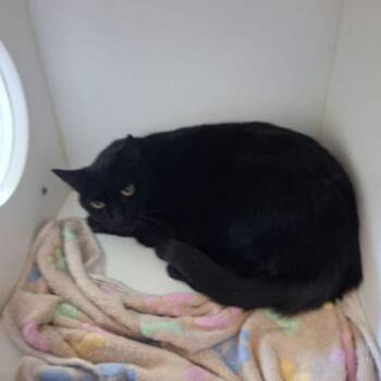Rice Krispy -  Domestic Short Hair Cat for Adoption in Kingman, Arizona - Rice Krispy | PetCurious