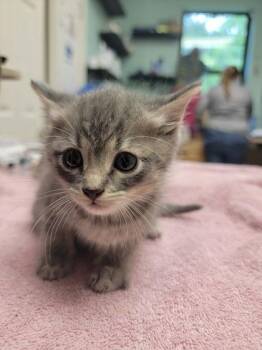 Paprika -  Domestic Short Hair Cat for Adoption in Harbor Springs, Michigan - Paprika | PetCurious
