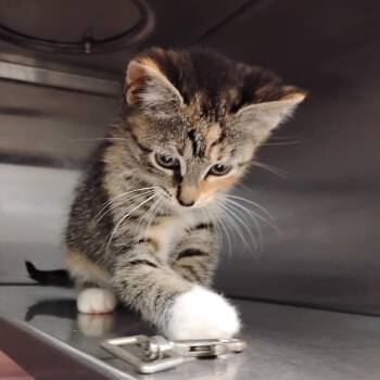 Mabel -  Domestic Short Hair Cat for Adoption in Bristol, Indiana - Mabel | PetCurious