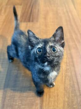 Hazelnut -  Domestic Short Hair Cat for Adoption in Richmond, Kentucky - Hazelnut | PetCurious