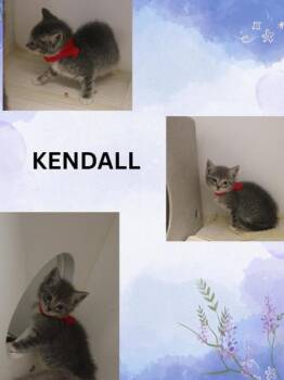 KENDALL -  Domestic Short Hair Cat for Adoption in Kenansville, North Carolina - KENDALL | PetCurious