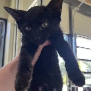 Buster -  Domestic Short Hair Cat for Adoption in Leander, Texas - Buster | PetCurious