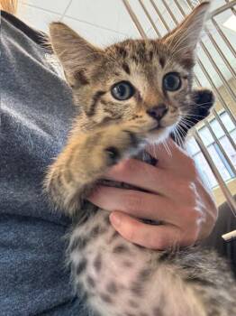 Qt -  Domestic Short Hair Cat for Adoption in Greenfield, Indiana - Qt | PetCurious