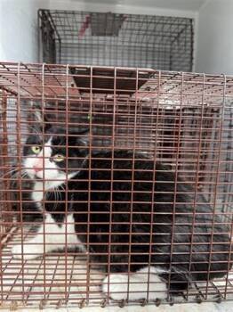 Domestic Short Hair Cats Available for Adoption - KENTRELL | PetCurious