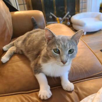 Tabby and Bengal Cats Available for Adoption - Popeye - Sweet As Pie | PetCurious