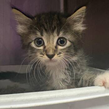 Domestic Short Hair Cats Available for Adoption in Lufkin, Texas - Nitro | PetCurious