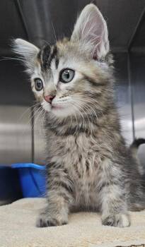 MARGOT* -  Domestic Medium Hair Cat for Adoption in Santa Cruz, California - MARGOT* | PetCurious