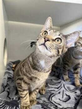 Domestic Short Hair Cats Available for Adoption - SUSHI | PetCurious