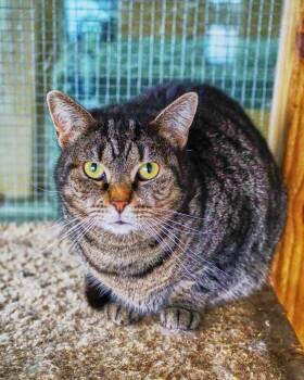 Grumpy -  Domestic Short Hair Cat for Adoption in Tipp City, Ohio - Grumpy | PetCurious