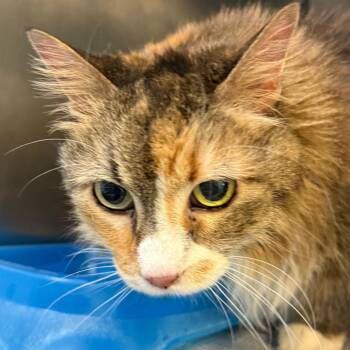 Domestic Long Hair Cats Available for Adoption - Kiana | PetCurious