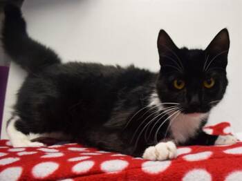 MAKAYLA -  Domestic Short Hair Cat for Adoption in Sacramento, California - MAKAYLA | PetCurious