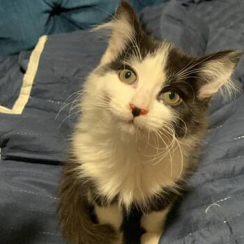 Diesel -  Domestic Short Hair Cat for Adoption in Davis, California - Diesel | PetCurious