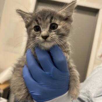 Domestic Long Hair Cats Available for Adoption in Park City, Utah - Krill | PetCurious