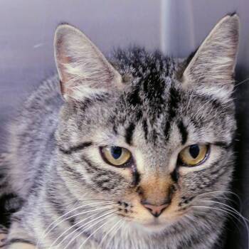 Rescue Domestic Short Hair Cats for Adoption in Canton, Illinois - Quinn | PetCurious